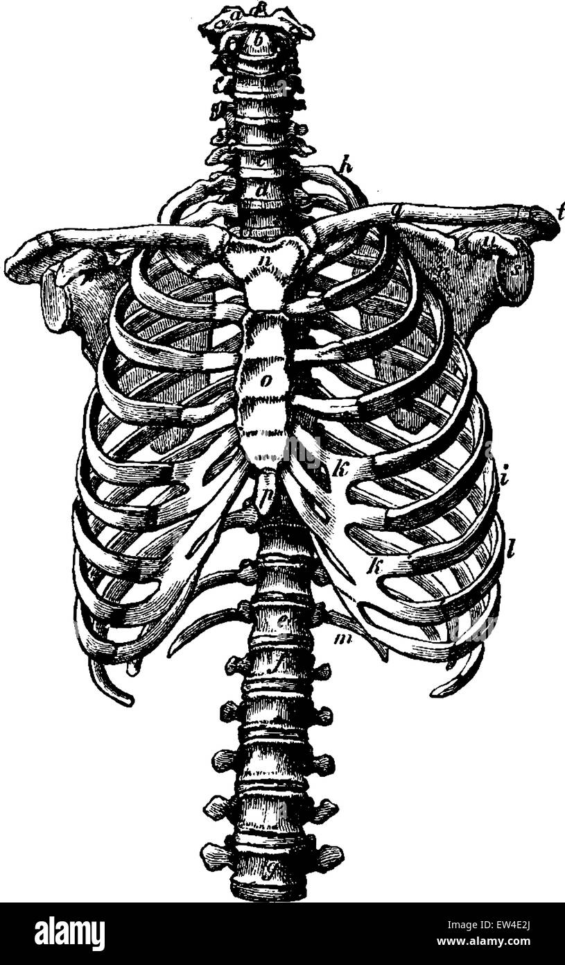 La colonna vertebrale e la gabbia toracica diritti, vintage illustrazioni incise. La vie dans la natura, 1890. Illustrazione Vettoriale