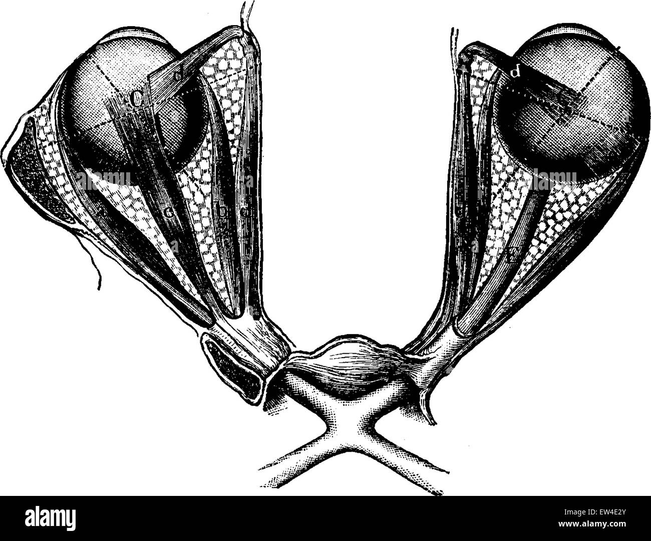 Muscoli Ticker di entrambi gli occhi la porzione anteriore dell'occhio, vintage illustrazioni incise. La vie dans la natura, 1890. Illustrazione Vettoriale