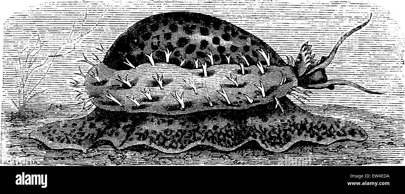 Gasteropode (porcellana) gattona, vintage illustrazioni incise. La vie dans la natura, 1890. Illustrazione Vettoriale