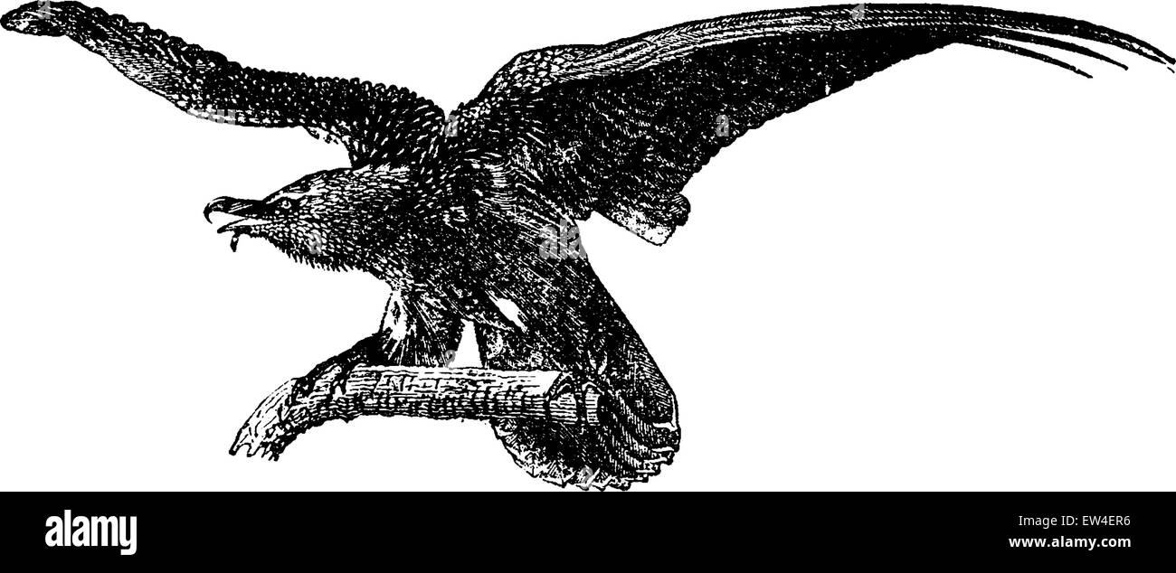 Avvoltoio Grifone, vintage illustrazioni incise. Storia naturale di animali, 1880. Illustrazione Vettoriale