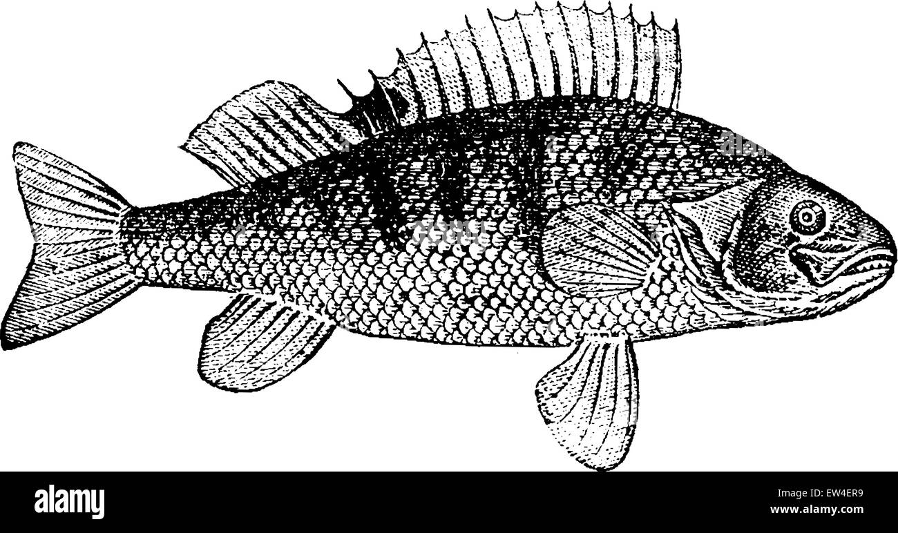 Pesce persico, vintage illustrazioni incise. Storia naturale di animali, 1880. Illustrazione Vettoriale