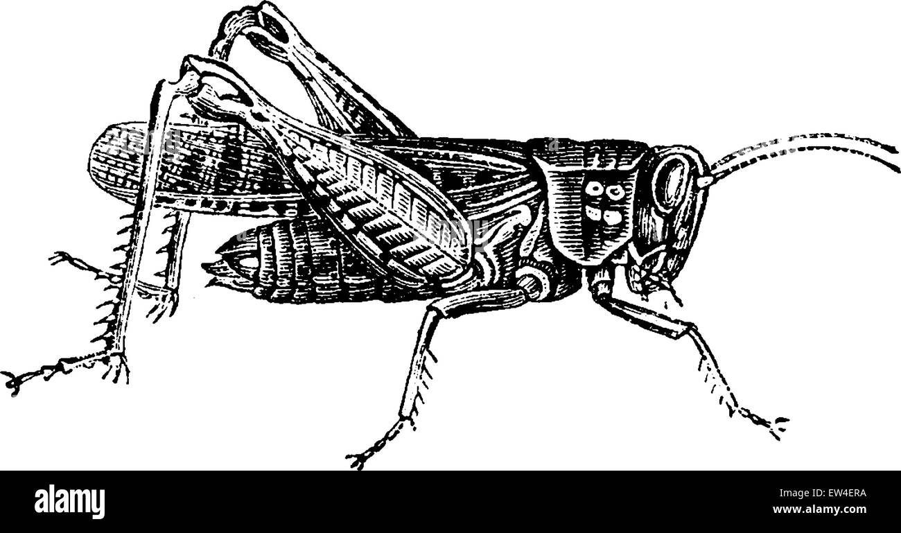 Locust, vintage illustrazioni incise. Storia naturale di animali, 1880. Illustrazione Vettoriale