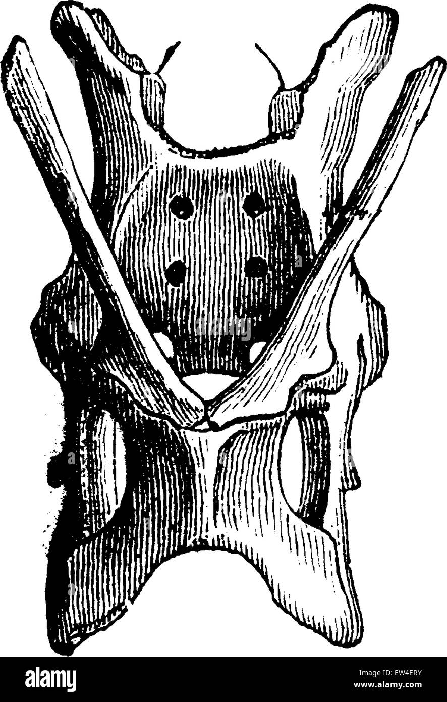 Basin marsupiale, vintage illustrazioni incise. Storia naturale di animali, 1880. Illustrazione Vettoriale