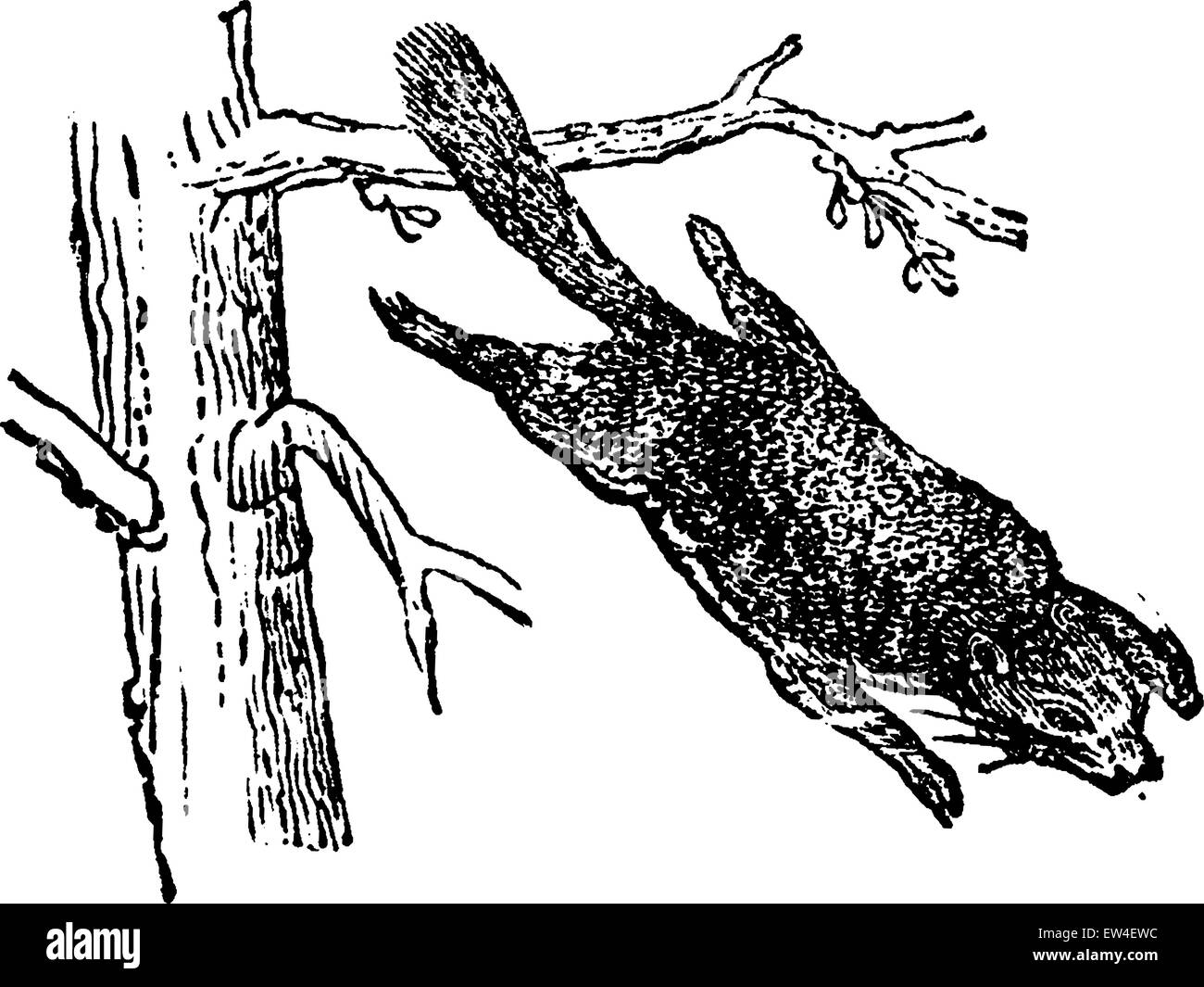 Scoiattolo battenti o Pteromyini o Petauristini, vintage illustrazioni incise. Storia naturale di animali, 1880. Illustrazione Vettoriale