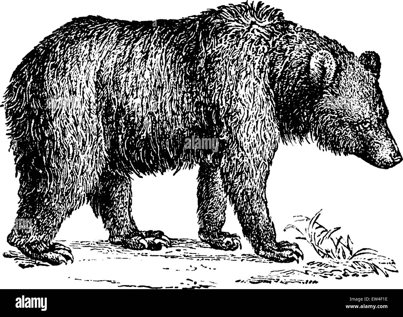 Vettori vettoriali ursus Foto e Immagini Stock in Bianco e Nero - Alamy