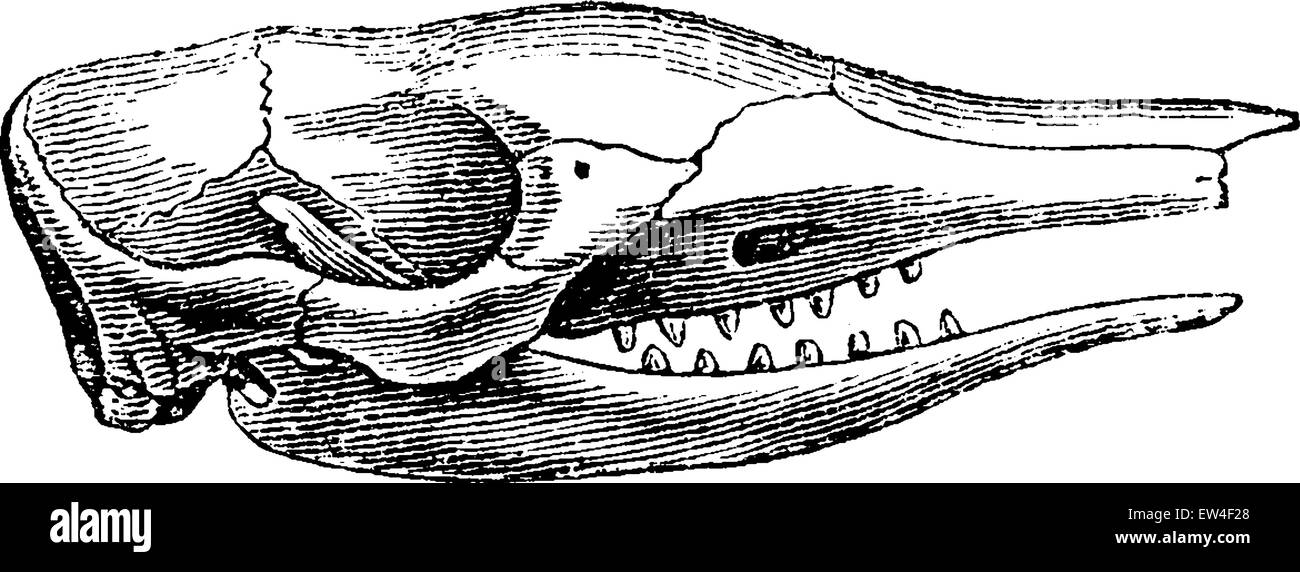 Testa di Armadillo, vintage illustrazioni incise. Storia naturale di animali, 1880. Illustrazione Vettoriale