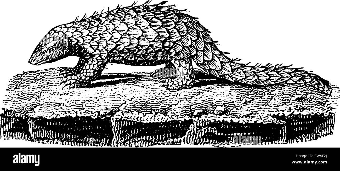 Pangolin o squamosa o anteater trenggiling, vintage illustrazioni incise. Storia naturale di animali, 1880. Illustrazione Vettoriale