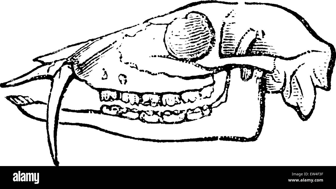 Testa di Cervi muschiati, vintage illustrazioni incise. Storia naturale di animali, 1880. Illustrazione Vettoriale