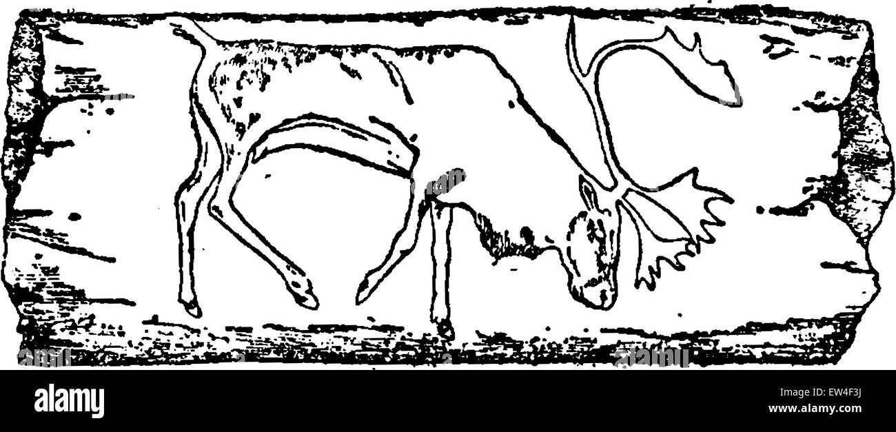Renne (disegno preistorica su una lama di avorio), vintage illustrazioni incise. Storia naturale di animali, 1880. Illustrazione Vettoriale