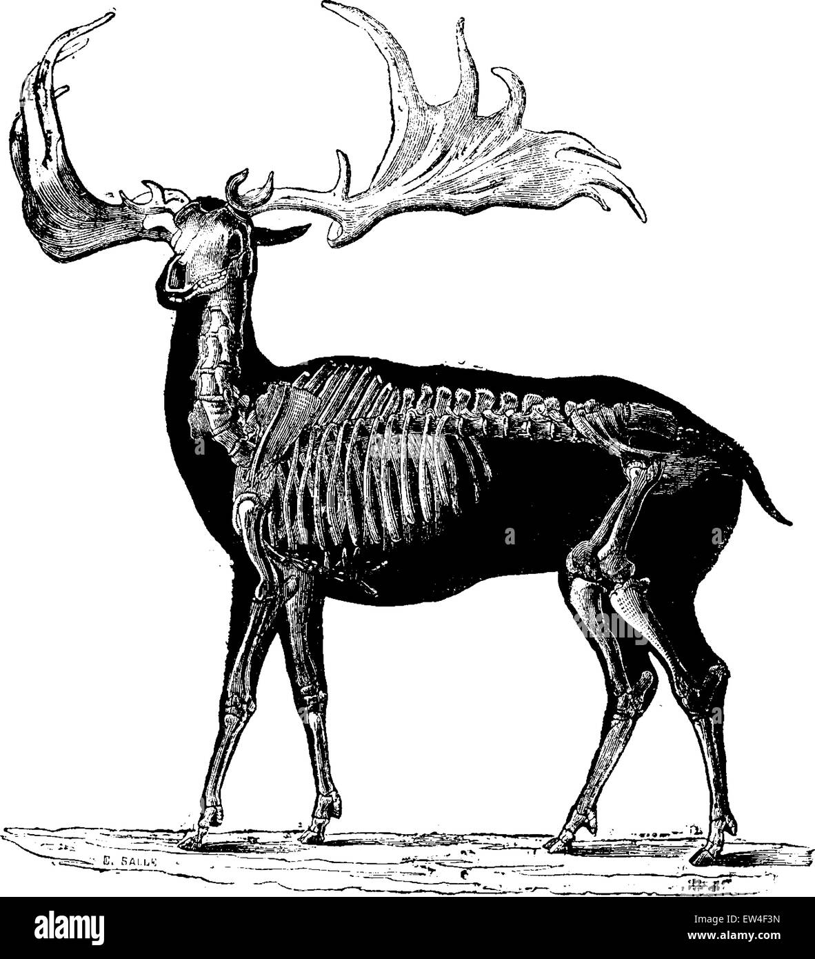 Megaloceros o Megaceros, vintage illustrazioni incise. Storia naturale di animali, 1880. Illustrazione Vettoriale