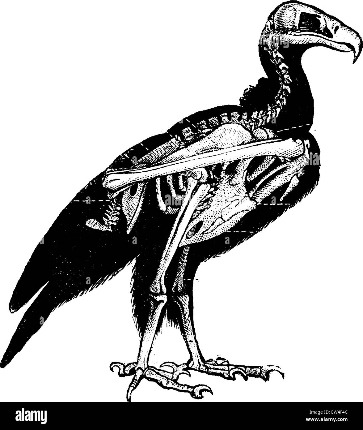 Lo scheletro di avvoltoio, vintage illustrazioni incise. Storia naturale di animali, 1880. Illustrazione Vettoriale