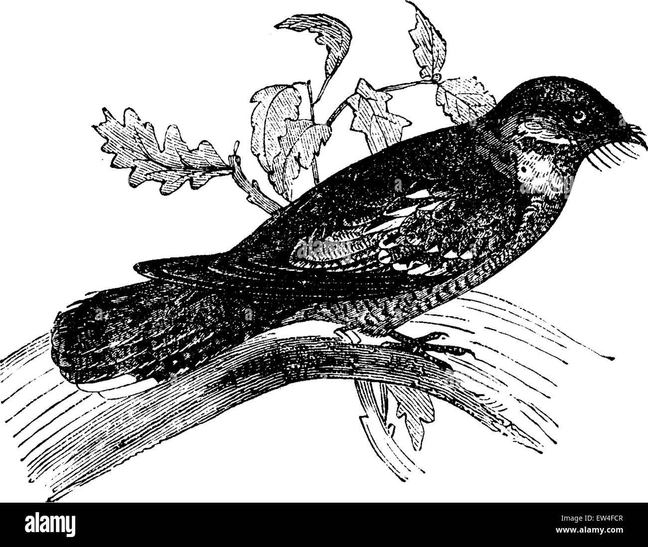 Nightjar o Goatsuckers, vintage illustrazioni incise. Storia naturale di animali, 1880. Illustrazione Vettoriale