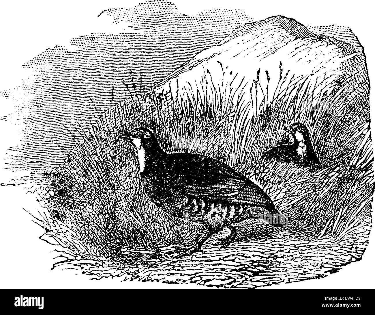 Pernici, vintage illustrazioni incise. Storia naturale di animali, 1880. Illustrazione Vettoriale