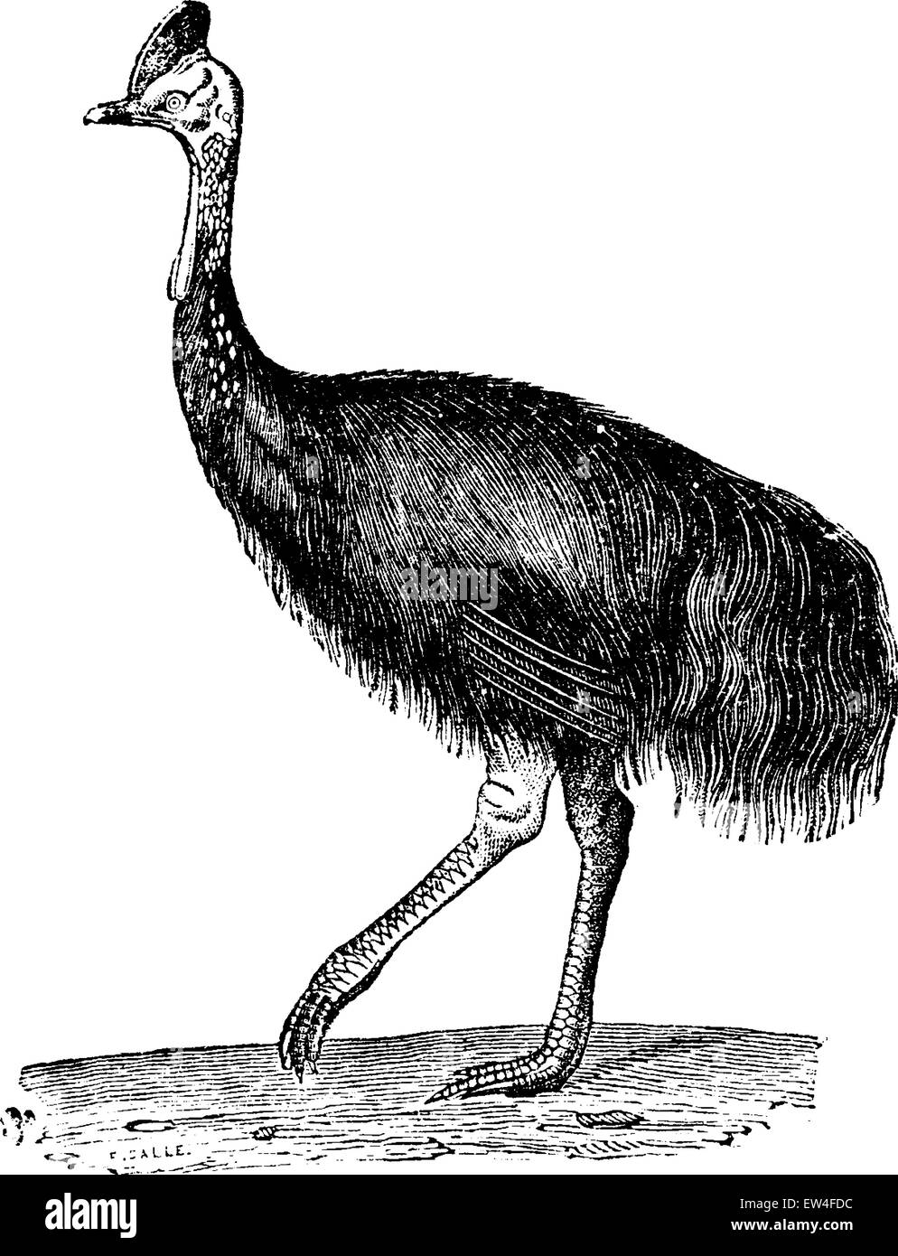 Casuario meridionale o doppio wattled casuario o casuario australiano o due-wattled casuario, vintage illustrazioni incise. Illustrazione Vettoriale