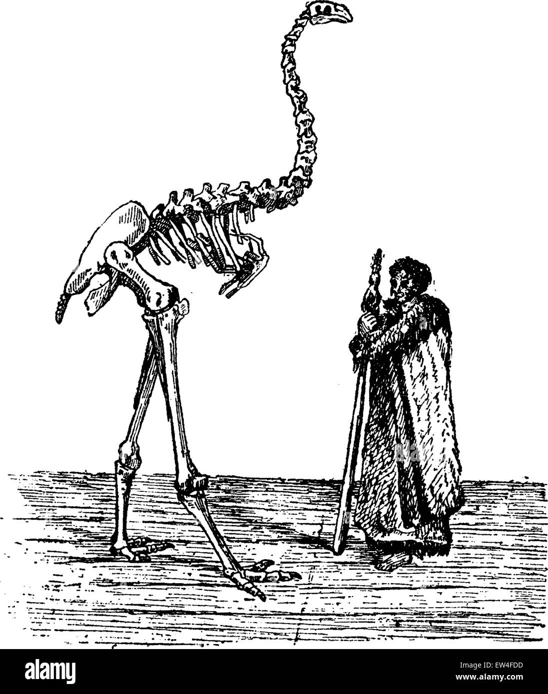 Scheletro Dinornis accanto a un Nuovo Zealander, vintage illustrazioni incise. Storia naturale di animali, 1880. Illustrazione Vettoriale