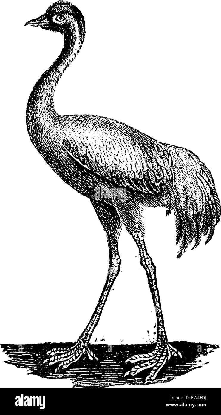 Gru, vintage illustrazioni incise. Storia naturale di animali, 1880. Illustrazione Vettoriale