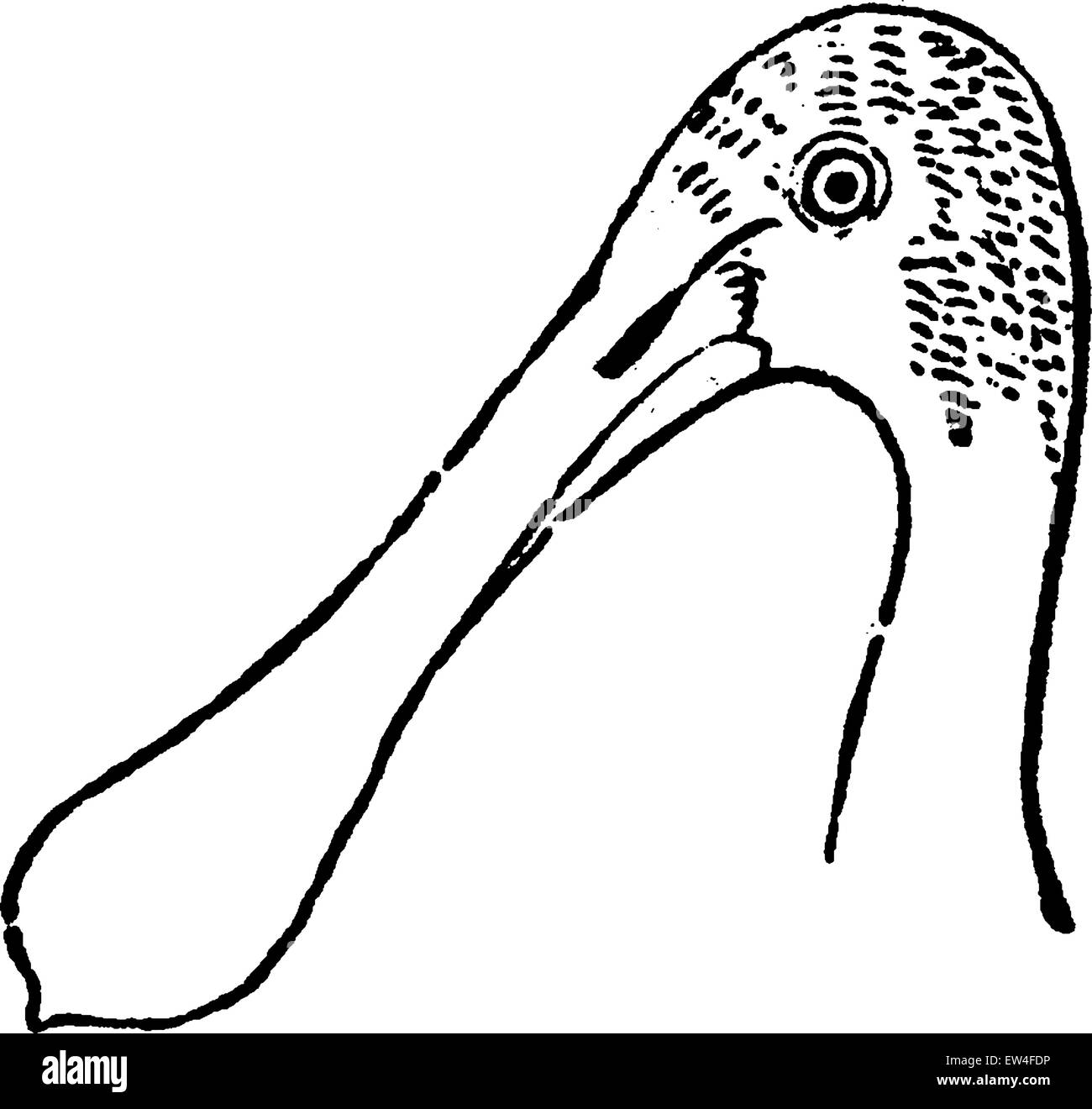 Spatola bird, vintage illustrazioni incise. Storia naturale di animali, 1880. Illustrazione Vettoriale