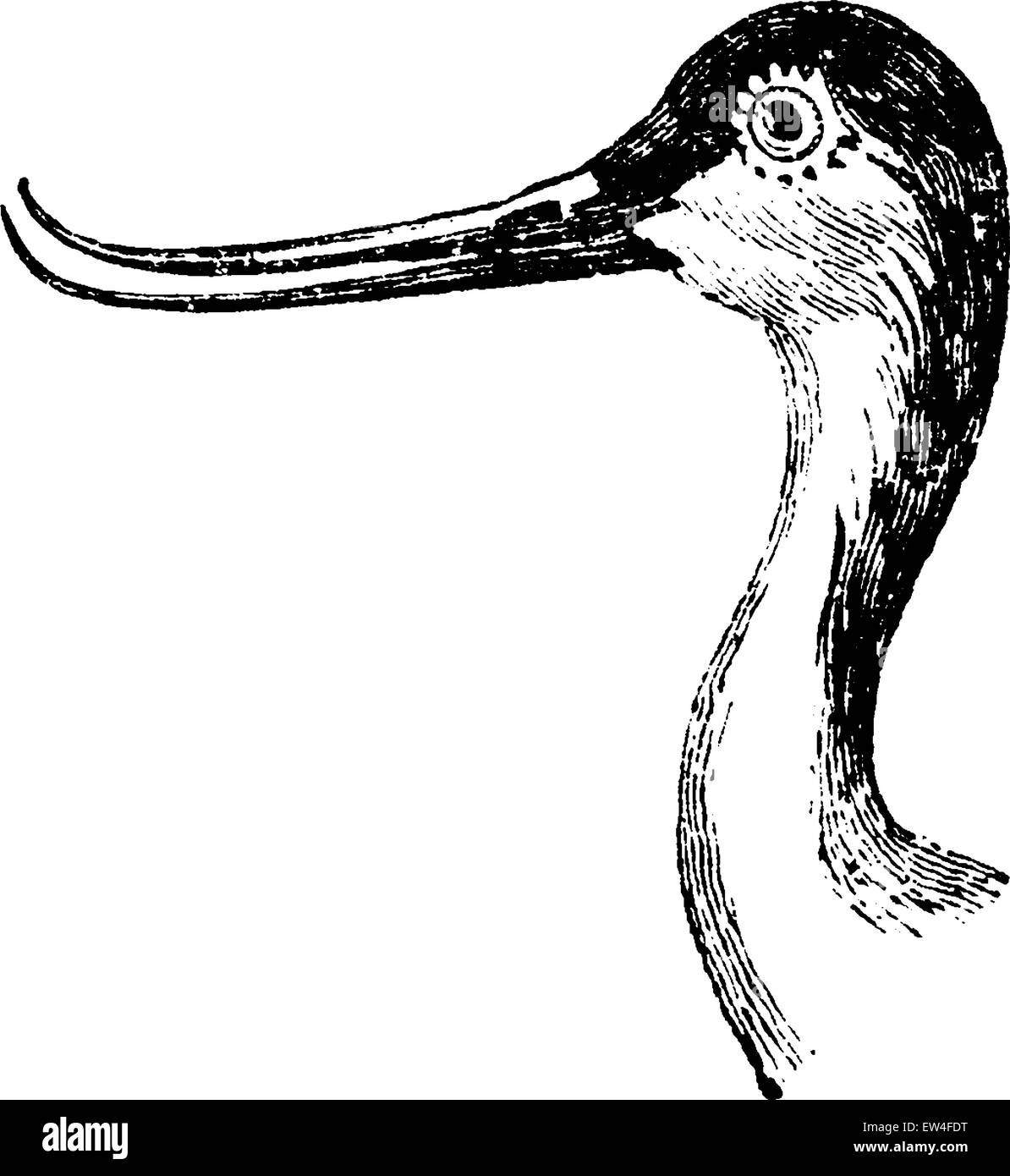 Capo avocetta, vintage illustrazioni incise. Storia naturale di animali, 1880. Illustrazione Vettoriale
