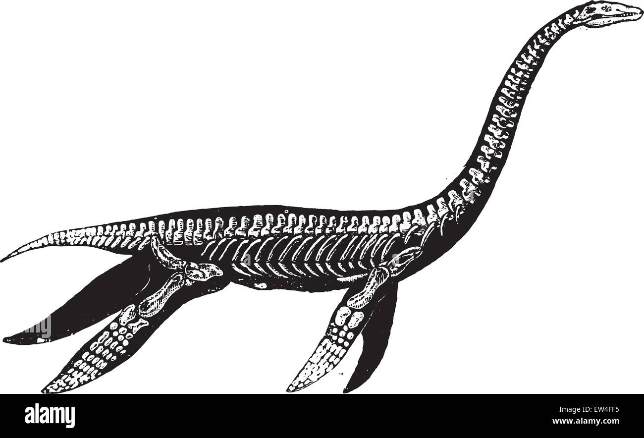Plesiosaurus Immagini Vettoriali Stock - Alamy