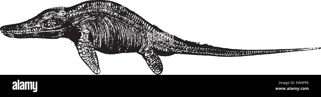 Ichthyosaur, vintage illustrazioni incise. Storia naturale di animali, 1880. Illustrazione Vettoriale