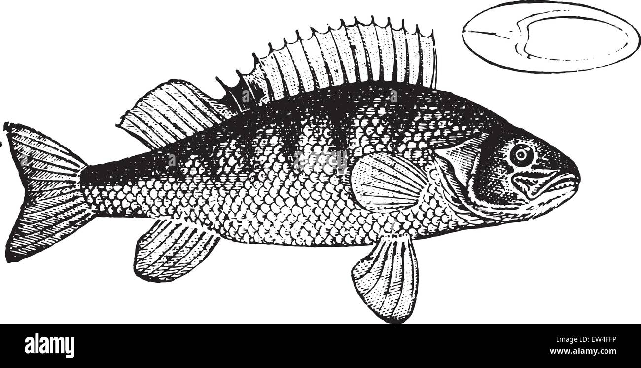 Pesce persico, vintage illustrazioni incise. Storia naturale di animali, 1880. Illustrazione Vettoriale