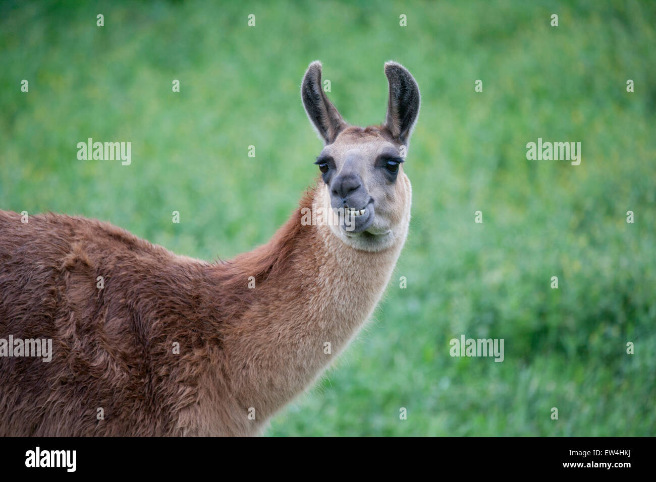 Llama, il palouse, Eastern Washington, Stati Uniti d'America Foto Stock