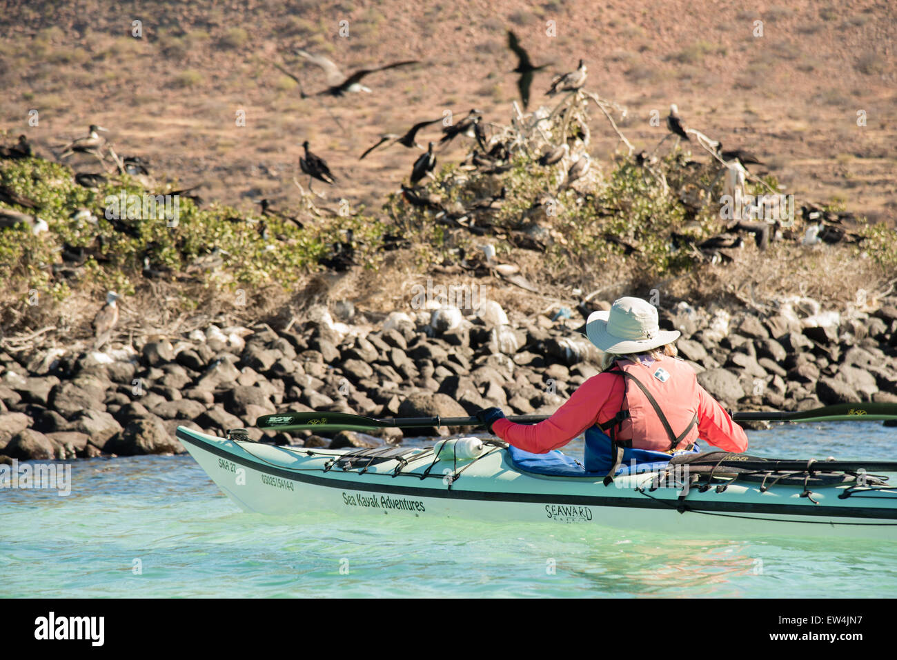 Messico, Baja, Lapaz, Espiritu Santo. Kayak turistico. Foto Stock