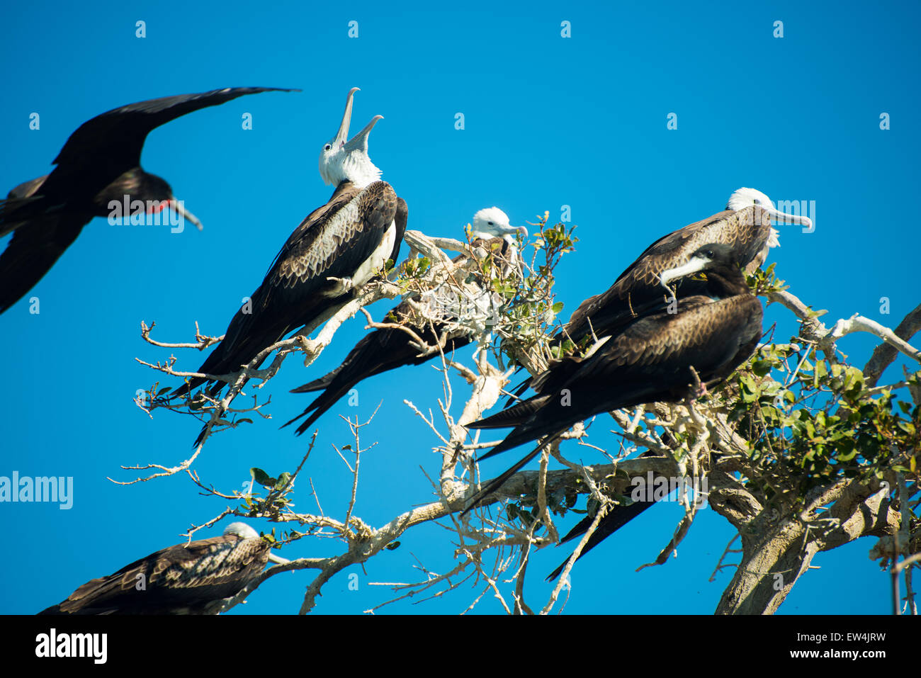 Messico, Baja, Lapaz, Espiritu Santo. Gli uccelli si appollaia nella struttura ad albero. Foto Stock