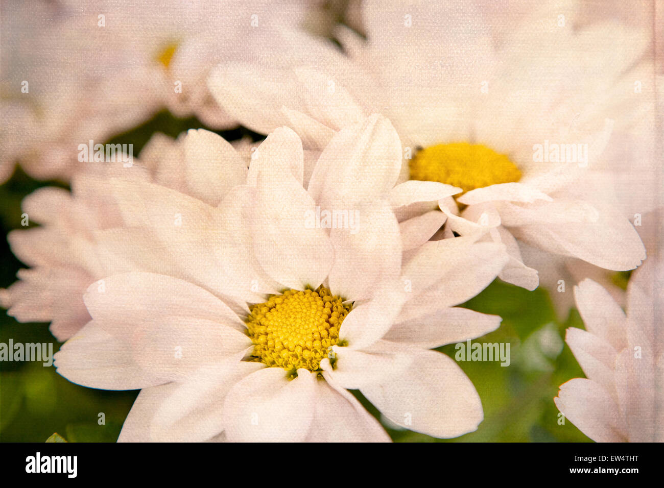 Rosa fiori a margherita Bianco Giallo margherite fiori floreali Foto Stock