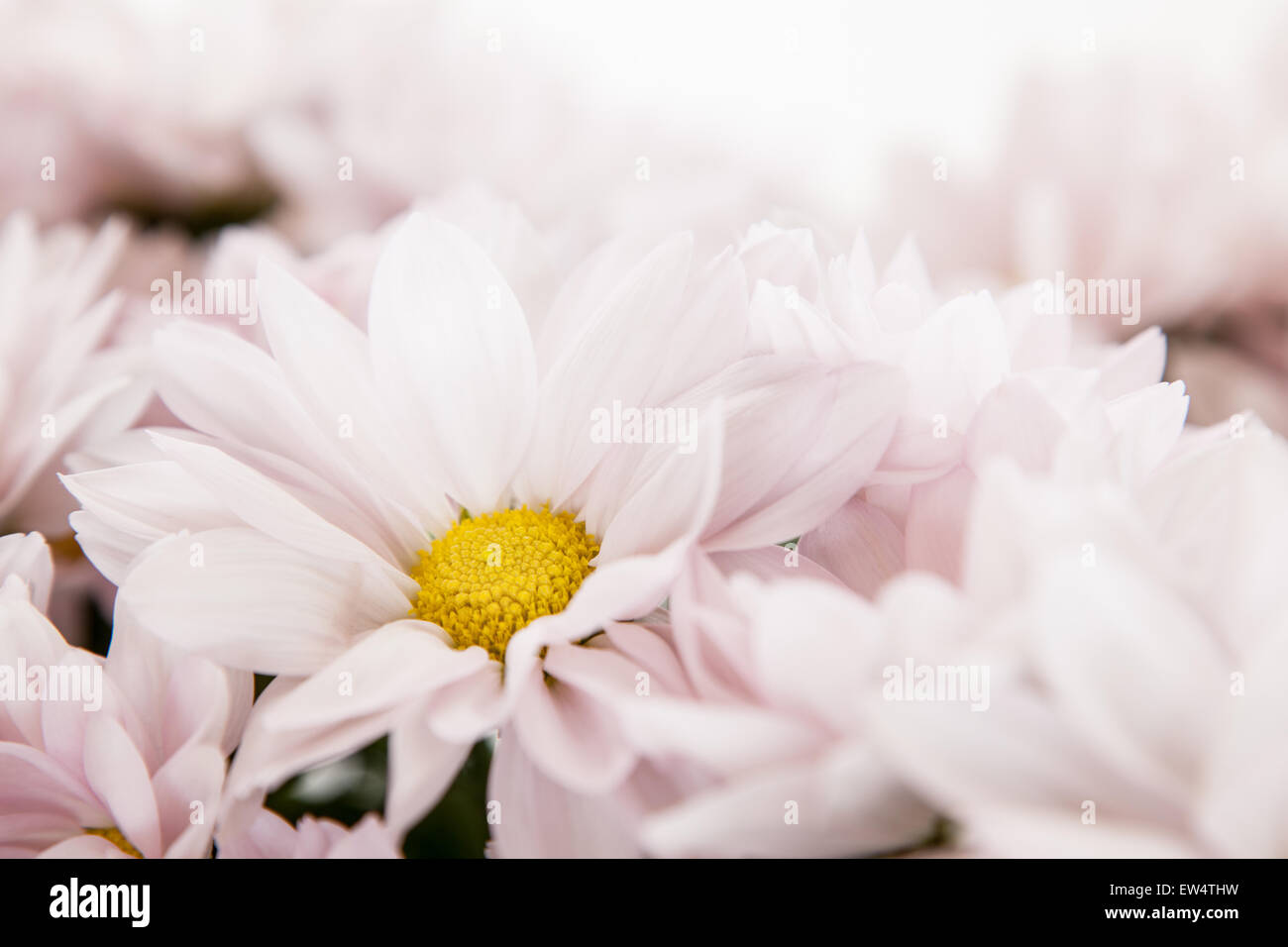 Rosa fiori a margherita Bianco Giallo margherite fiori floreali Foto Stock