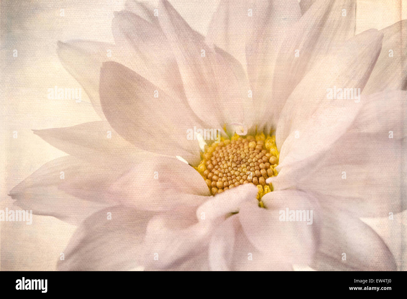 Rosa fiori a margherita Bianco Giallo margherite fiori floreali Foto Stock