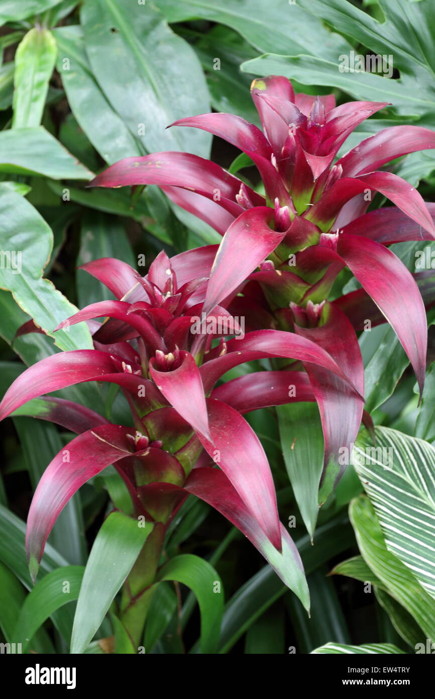 Bromeliad Guzmania o noto anche come Bromeliaceae Foto Stock