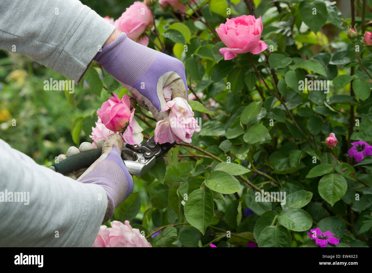 Giardiniere indossando guanti da giardinaggio deadheading Rosa Gertrude Jekyll rosa con secateurs in un giardino Foto Stock