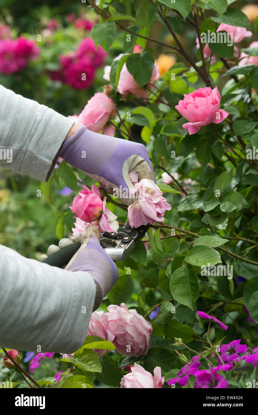 Giardiniere indossando guanti da giardinaggio deadheading Rosa Gertrude Jekyll rosa con secateurs in un giardino Foto Stock