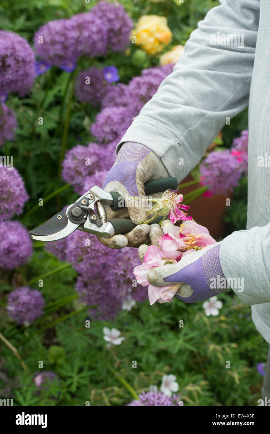 Giardiniere indossando guanti da giardinaggio deadheading rose con secateurs in un giardino Foto Stock