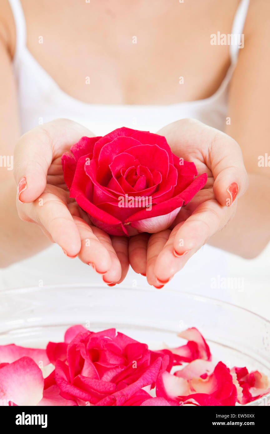 Le mani umane azienda red rose Foto Stock
