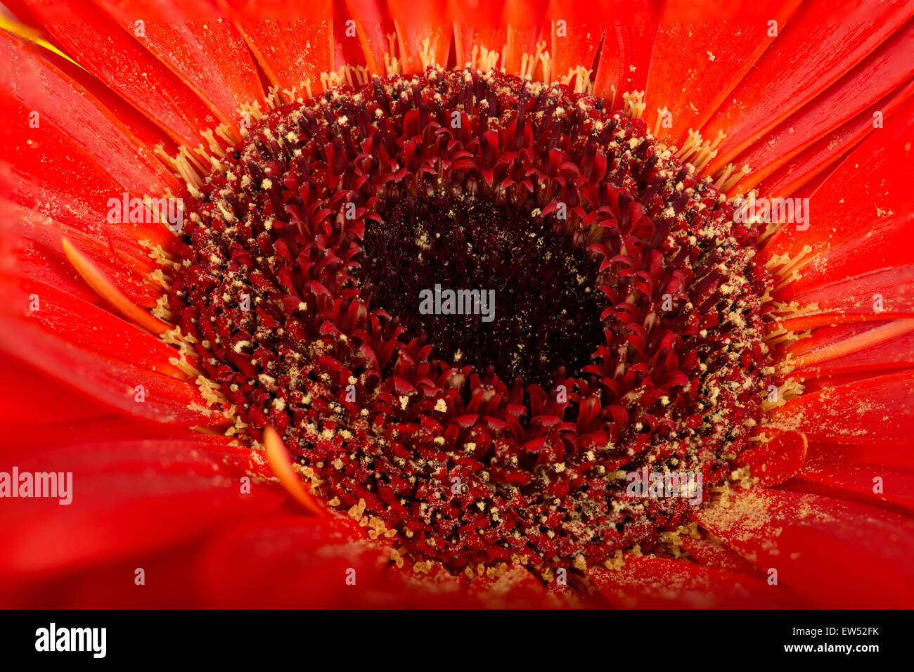 Fiore di Gerbera, rosso, close-up Foto Stock