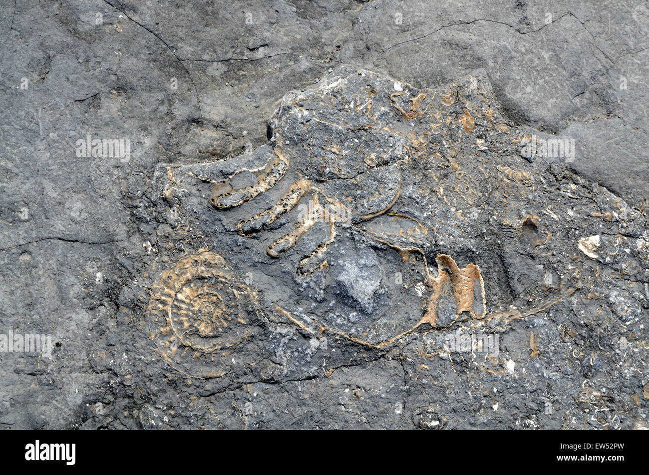 Fossili incorporato in rocce spiaggia Lilstock Kilve Somerset Inghilterra Foto Stock