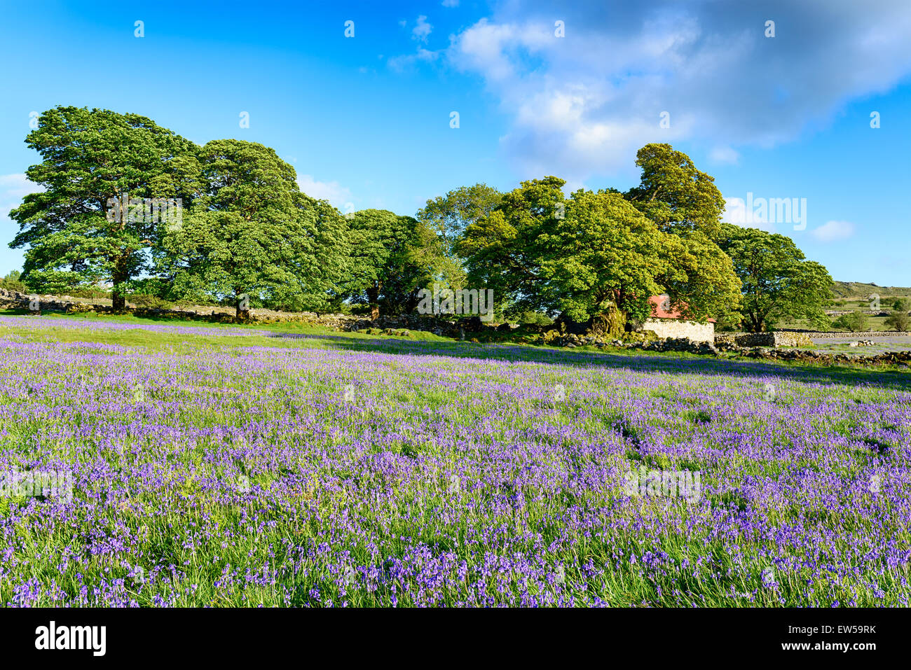 Un prato estivo di giugno fioritura bluebells a Peschici fango sul Parco Nazionale di Dartmoor Foto Stock