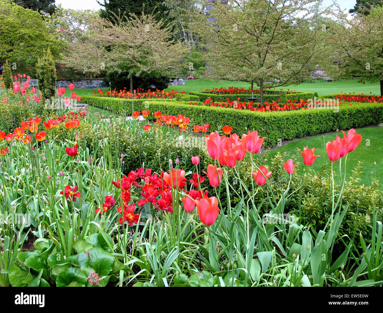 CONWY VALLEY, Wales, Regno Unito. Maggio 12, 2015. Un giardino di tulipani rossi nel maggio a Bodnanat giardini in Conwy Valley in Galles, UK. Foto Stock