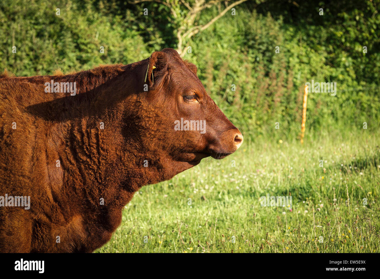 Il North Devon. Una antica razza bovina conosciuta come rosso rubino. Foto Stock