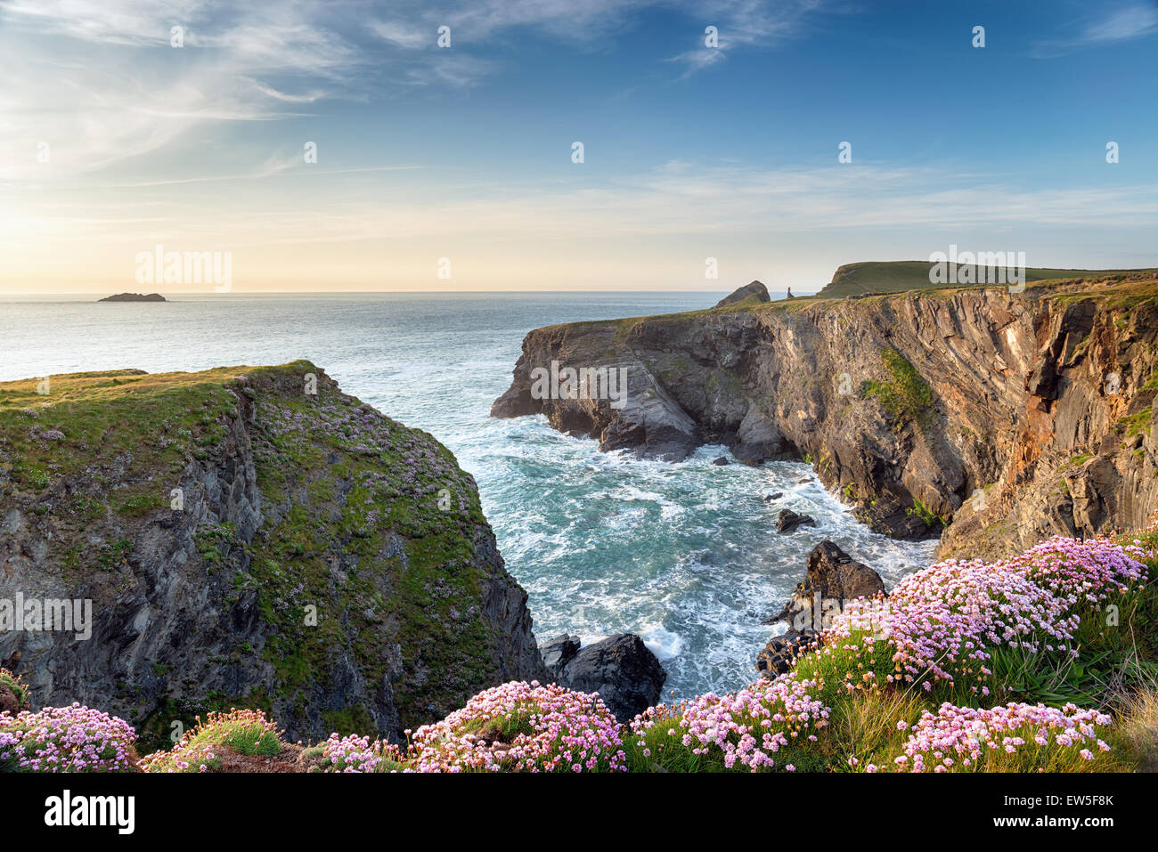 Ripide scogliere e parsimonia selvatici in fiore a Longcarrow baia sulla costa nord della Cornovaglia Foto Stock
