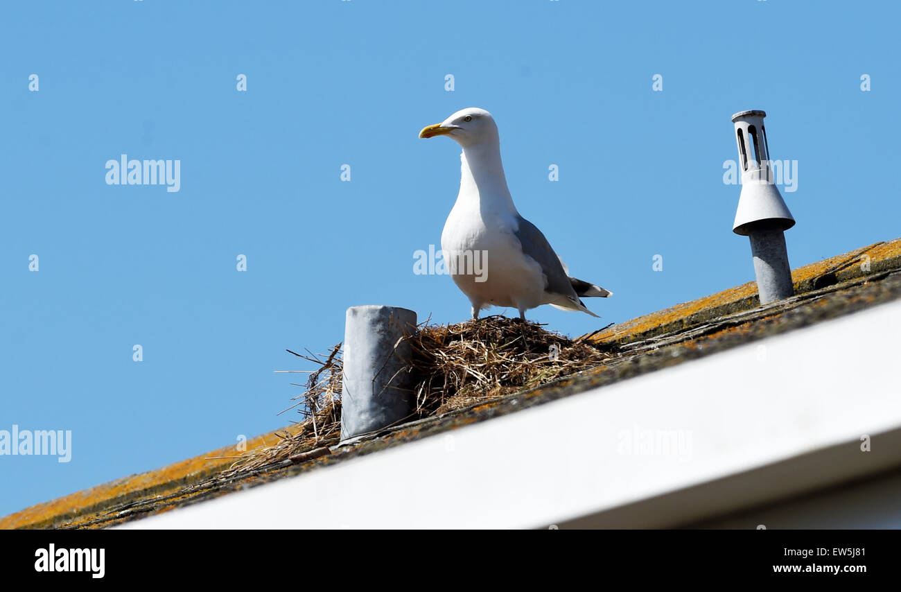 Brighton Regno Unito Giugno 2015 - Un adulto Aringa gabbiano su un tetto alto nest Larus argentatus Foto Stock