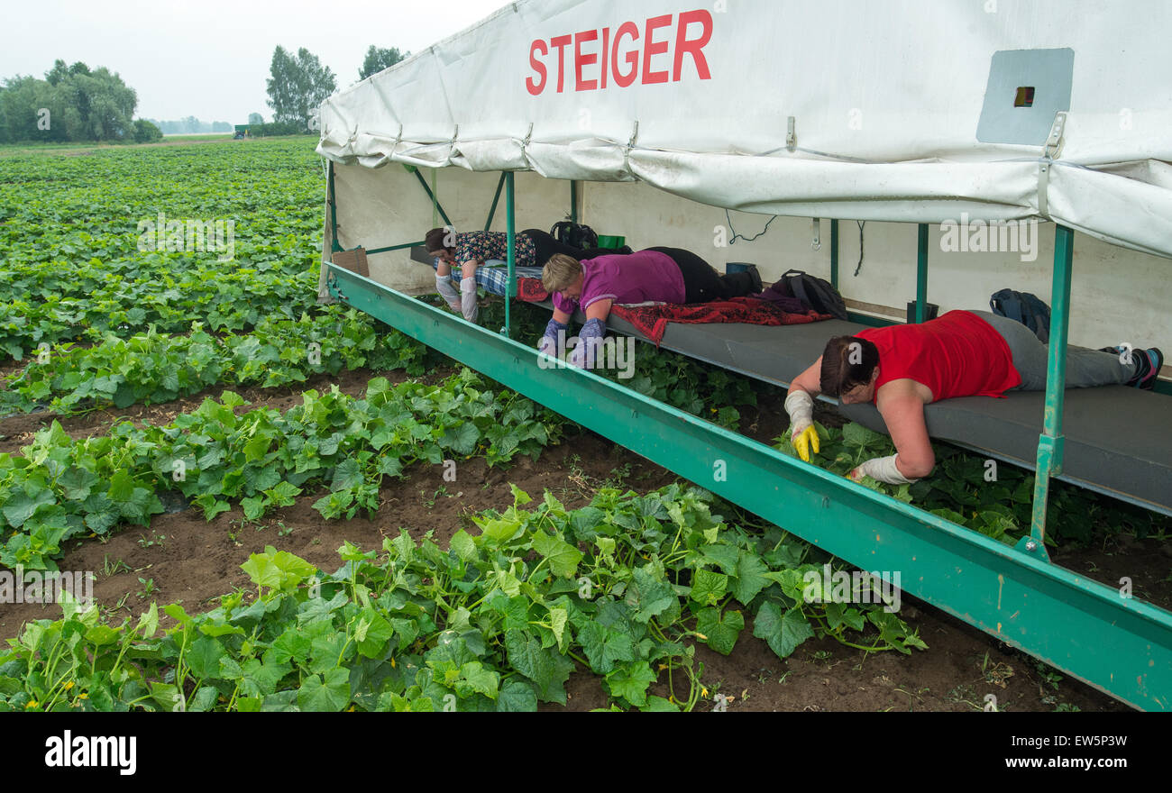 Duerrenhofe, Germania. Il 18 giugno, 2015. Il polacco farmhands pluck ortaggi da un cetriolo-macchina su un campo all'inizio ufficiale della Spreewald cetriolo raccolto in Duerrenhofe, Germania, 18 giugno 2015. Il raccolto della regione del più noto pr Foto Stock