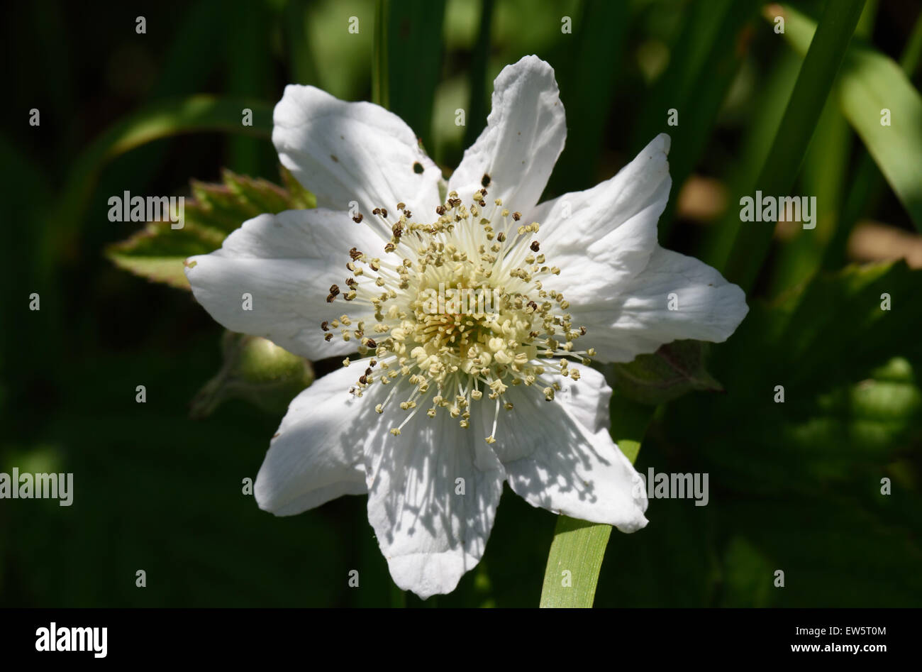 Un rovo o blackberry, Rubus fruticosus, bianco rosacee fiore, Berkshire, Giugno Foto Stock