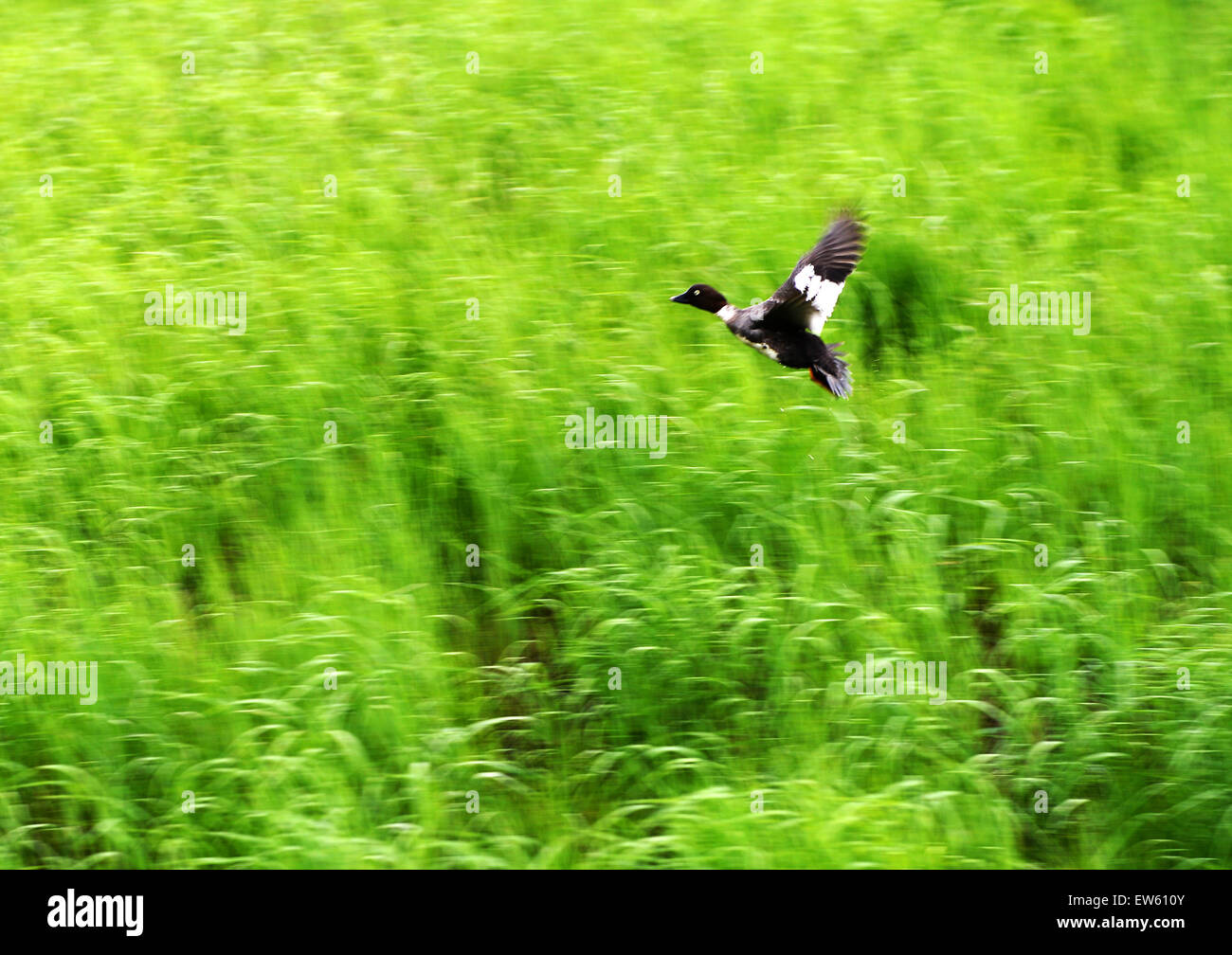 (150618) -- NANWENG RIVER, 18 giugno 2015 (Xinhua) -- un anatra selvatica è visto al fiume Nanweng Riserva Naturale Nazionale, nord-est della Cina di Provincia di Heilongjiang, 17 giugno 2015. Come la più grande riserva naturale situata al più alto latitude in Cina per la foresta-marsh ecosistemi delle paludi nel freddo-zona temperata, Nanweng Fiume Riserva Naturale Nazionale detiene la maggior parte concentrata marsh zone umide nella foresta di Dahinggan Montagne (maggiore Hinggan montagna). (Xinhua/Wang Kai) (yxb) Foto Stock