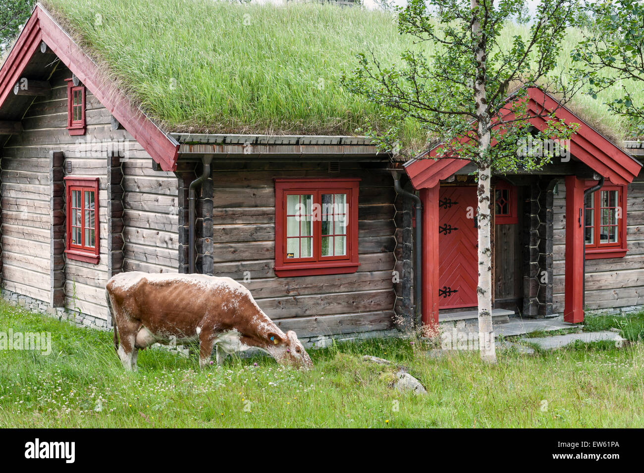 Norvegia, la valle di Gudbrandsdalen. Bestiame al pascolo intorno un tappeto erboso tradizionale con tetti baita di montagna (hytte) in estate Foto Stock