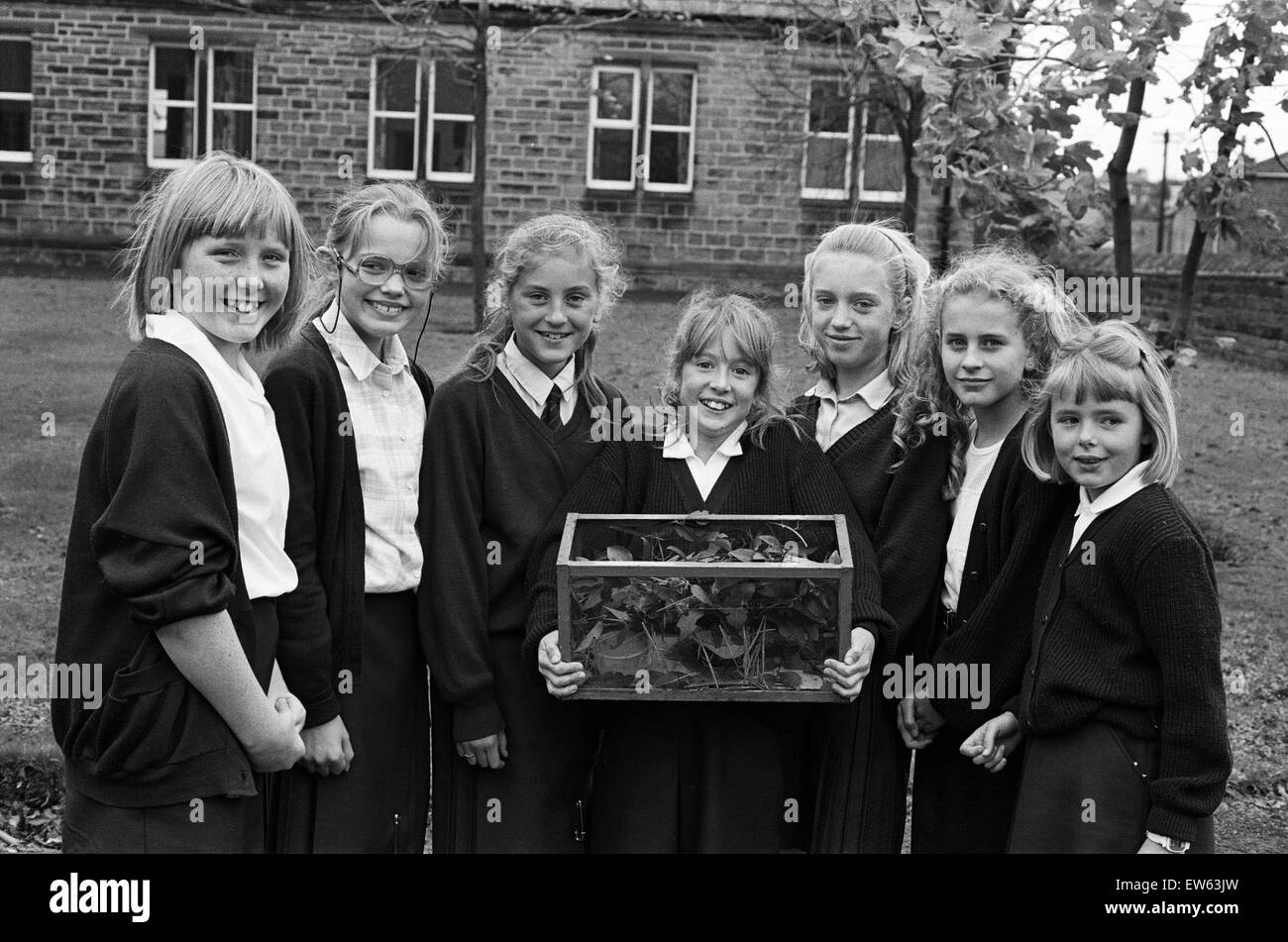 Sud Crosland Junior School è stata raccolta di "bug", in più modi diversi. Classe due ha una collezione di insetti stick e continua a crescere. "Abbiamo iniziato con poche uova e ora abbiamo carichi', dicono gli alunni di una lettere per interrompere la stampa. "Noi Foto Stock