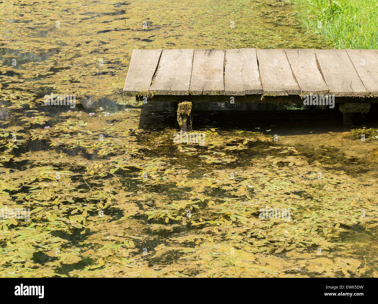 Acqua piena di alghe e di un molo in legno. Foto Stock