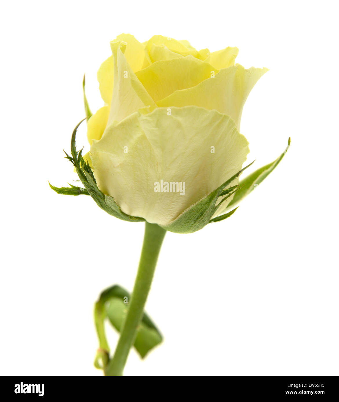 Giallo-verde rose fiori macro su sfondo bianco Foto Stock